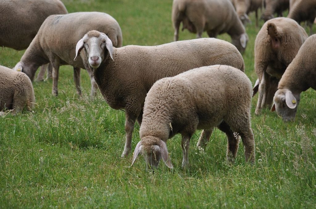 pecore lana merinos