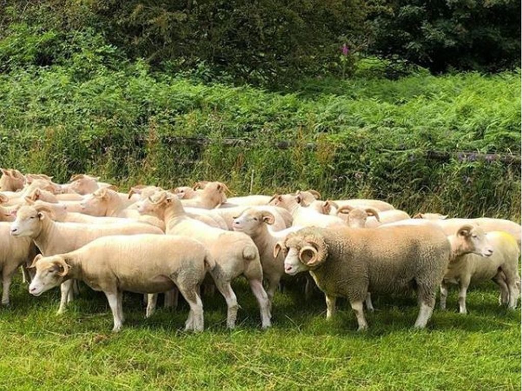 razze di pecore