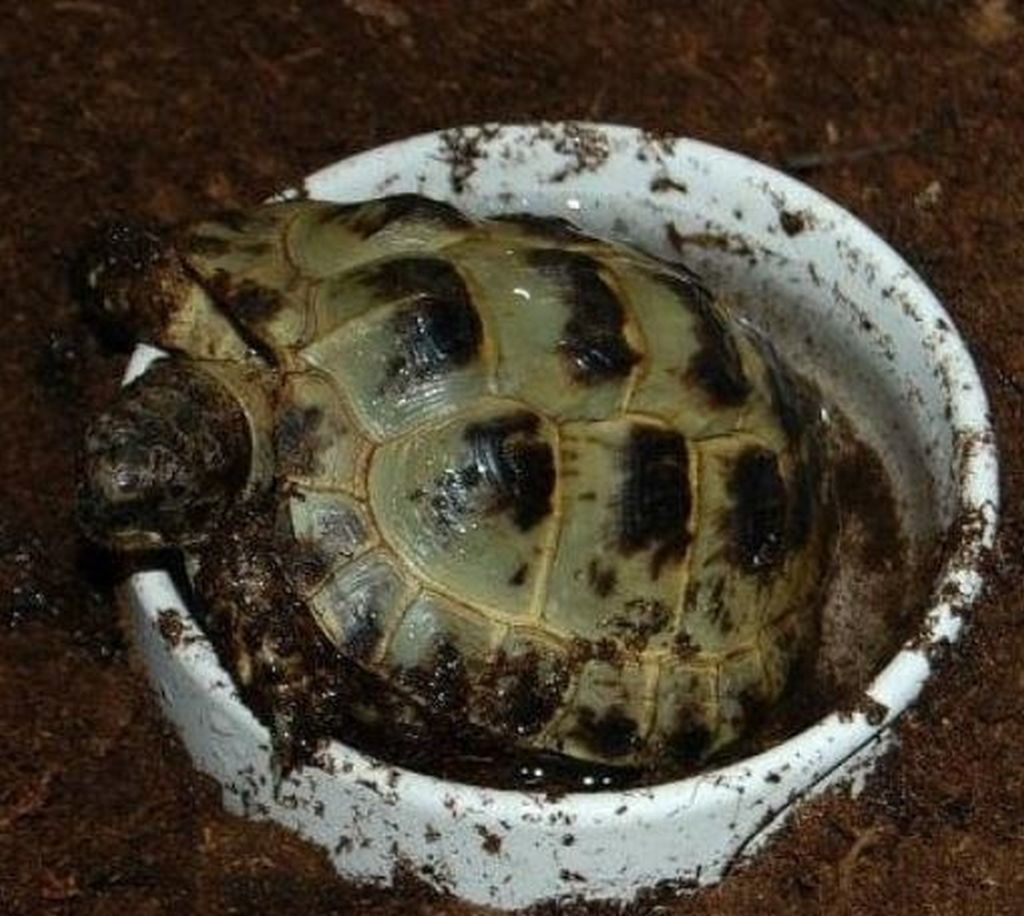 tartarughe di terra maschio o femmina