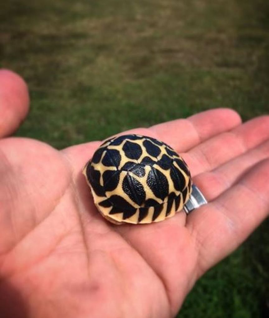 tartaruga geochelone