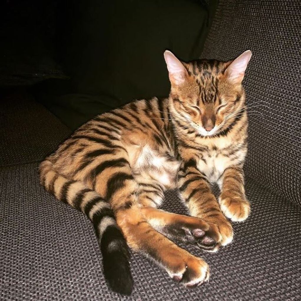 gatto tigre nuova razza