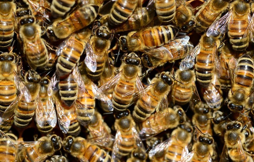 apicoltura api