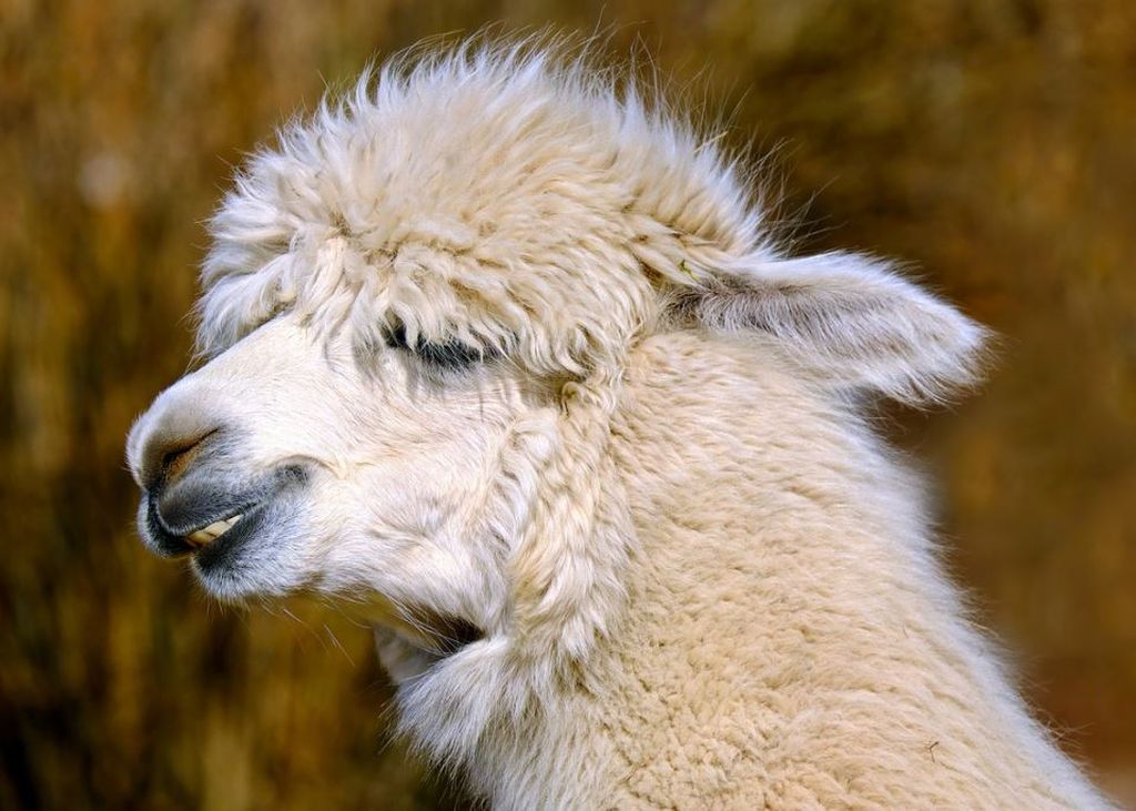 alpaca lana