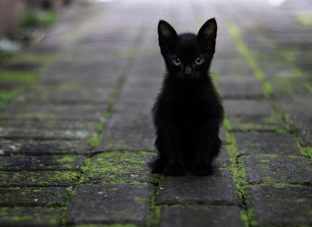 gatta nera nome