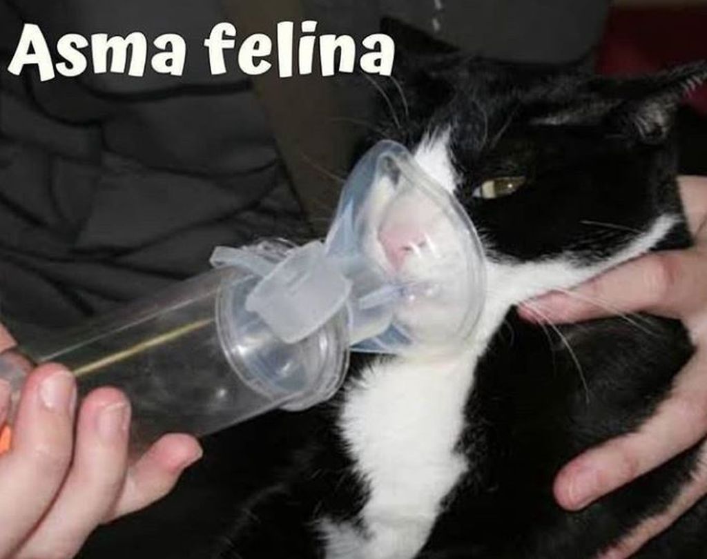 asma gatto