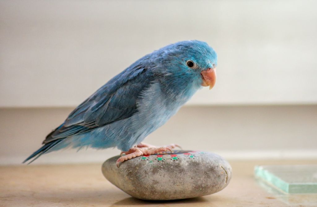pappagallo azzurro