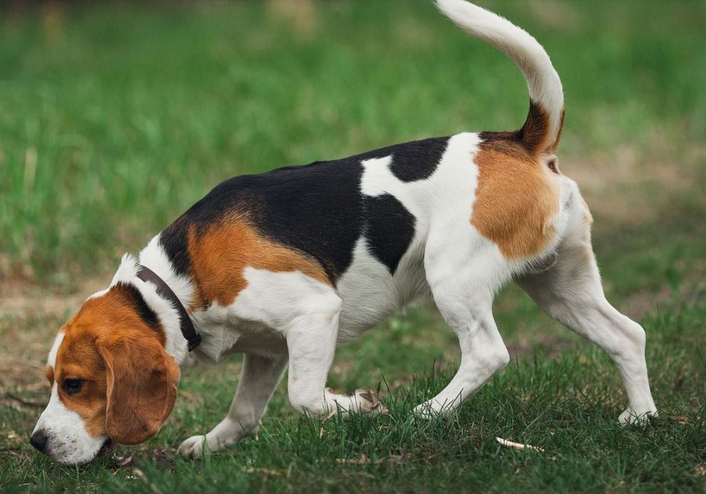 beagle femmina