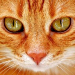occhi di gatto animale