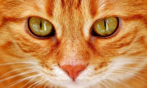 occhi di gatto animale