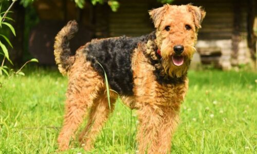 cane airedale
