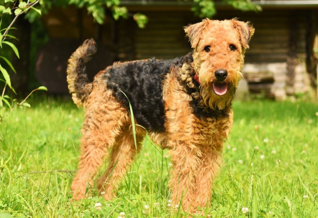 cane airedale