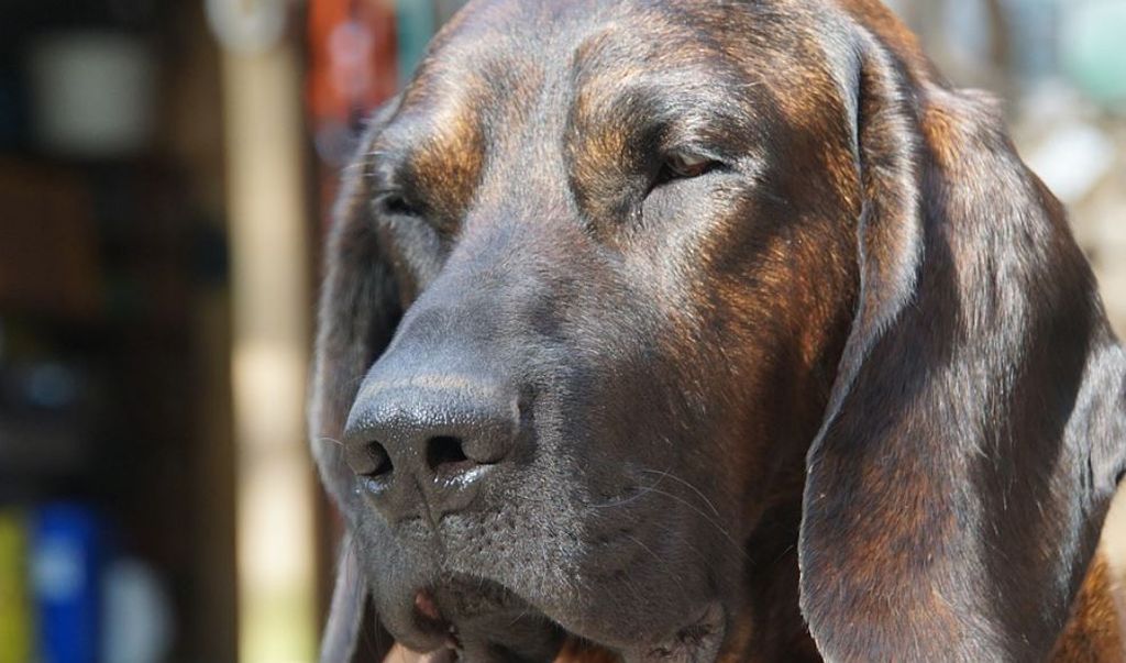 allevamenti bloodhound