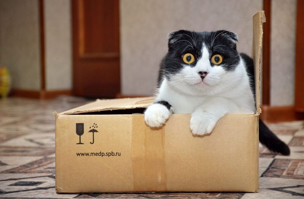 scatola gioco gatto